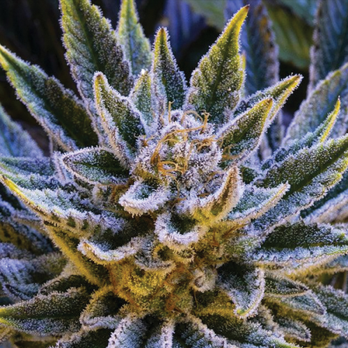 Anesia Seeds - Pineapple Runtz Auto