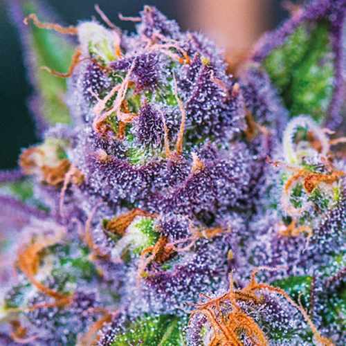 Anesia Seeds - Purple Domina Auto