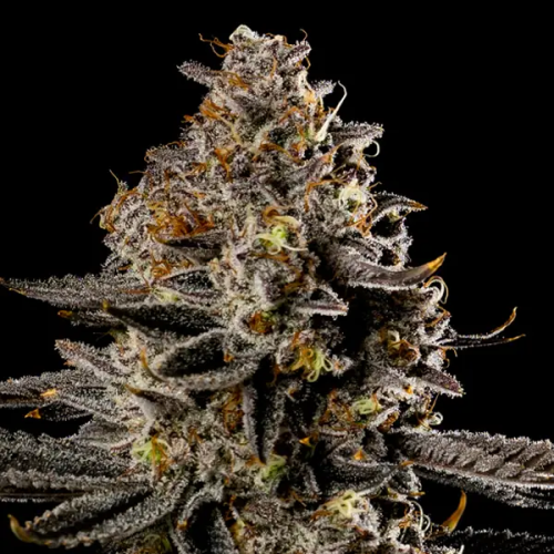 Anesia Seeds - Smashberry Fumez Auto