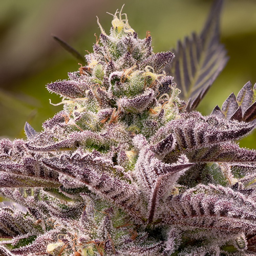 Anesia Seeds - Tahiti Vibez Auto