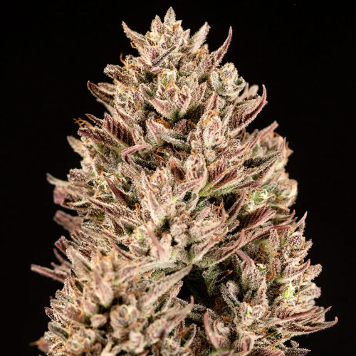 Atlas Seed - GMO Auto