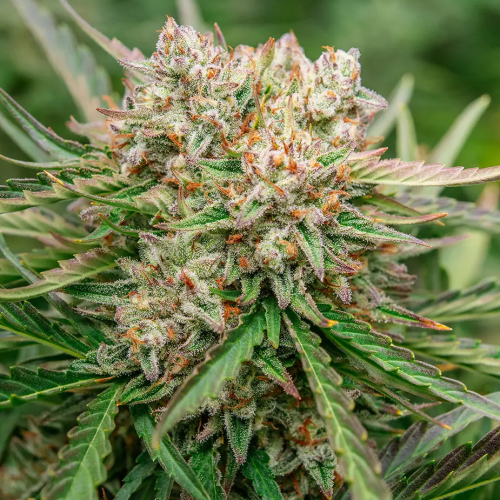 Atlas Seed - GMO OG Auto