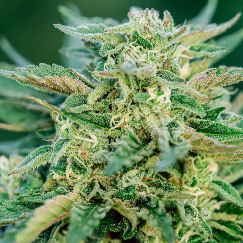 Atlas Seed - Grease Gun Auto