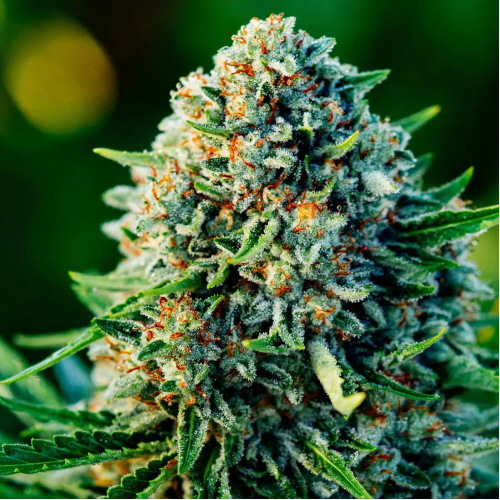 Atlas Seed - Gummibears Auto