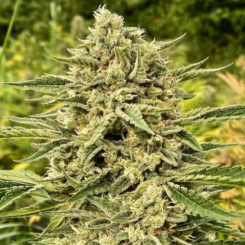 Atlas Seed - Blue Dream Auto