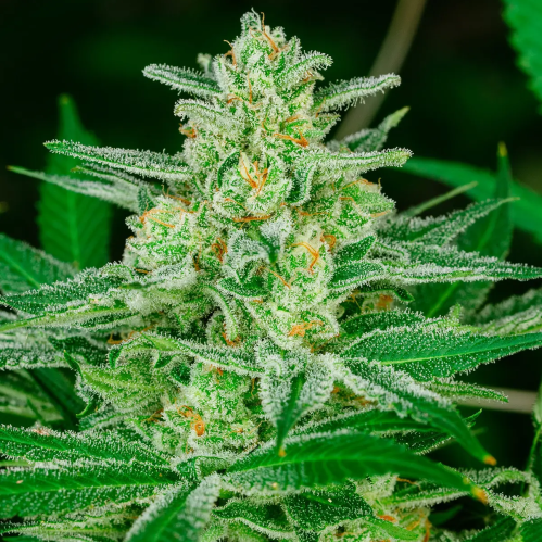 Atlas Seed - Blue Dream Fast