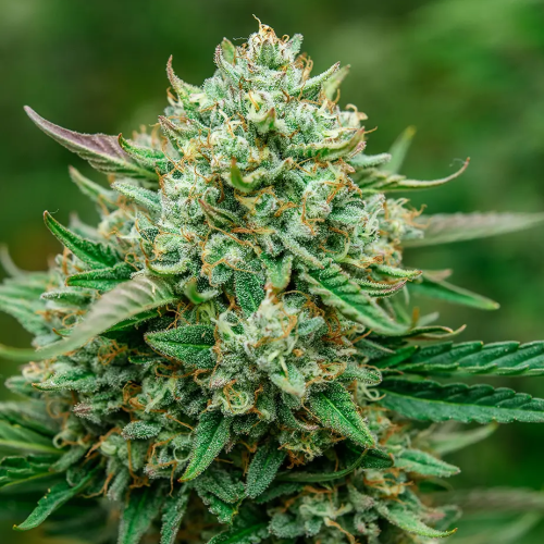 Atlas Seed - Froot by the Foot Auto