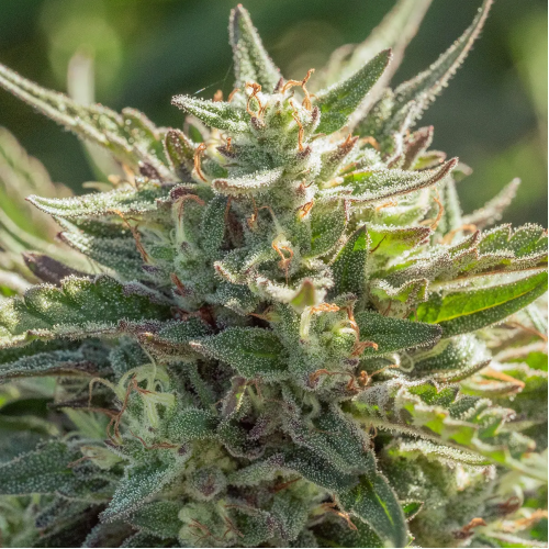 Atlas Seed - Mythic Cheetah Fast