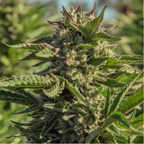 Atlas Seed - Peanut Butter Souffle