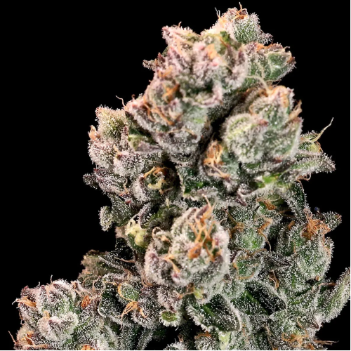 Atlas Seed - Slurpicane Fast