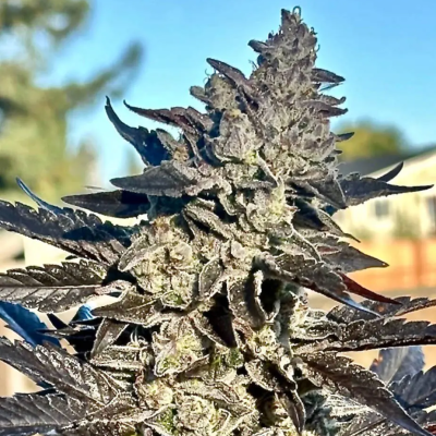 Atlas Seed - Super Sour Runtz