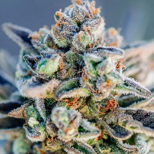 Atlas Seed - Top Gun Auto (VÝPRODEJ)