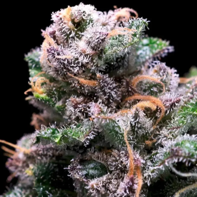 Atlas Seed - Tropical Cooler