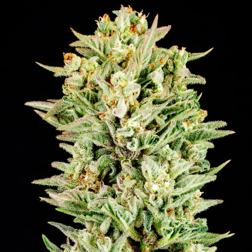 Atlas Seed - Turtle Taffy Auto