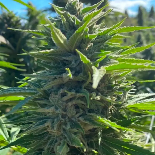 Atlas Seed - Wedding Cake Auto