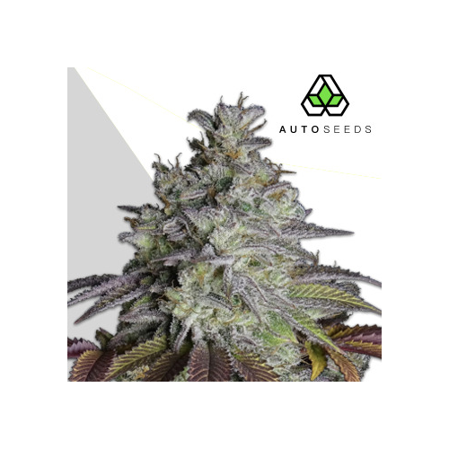 Auto Seeds - Do Si Dos Auto