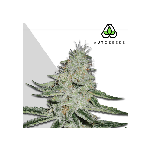 Auto Seeds - Dreamberry Auto