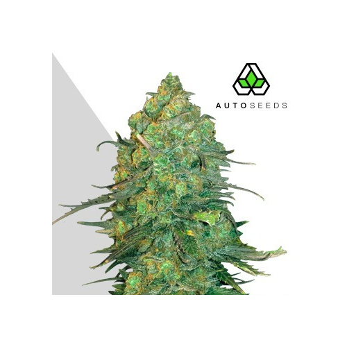 Auto Seeds - Durban Poison Auto