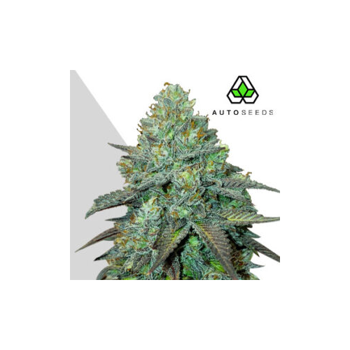 Auto Seeds - Gelato Auto