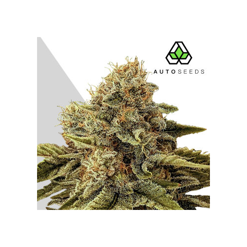 Auto Seeds - Godfather OG Auto
