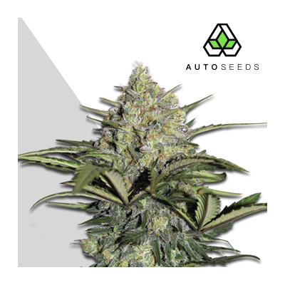 Auto Seeds - Gorilla Glue Auto
