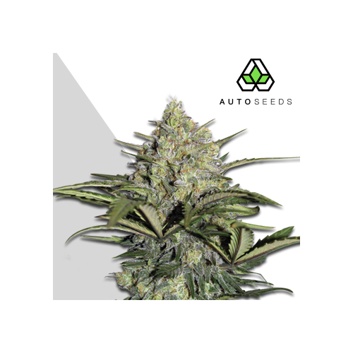 Auto Seeds - Gorilla Glue Auto