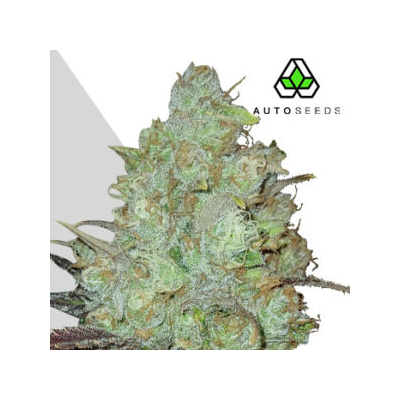 Auto Seeds - Granddaddy Purple Auto
