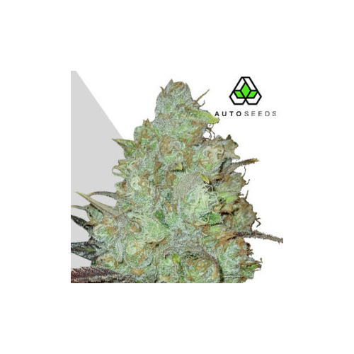 Auto Seeds - Granddaddy Purple Auto