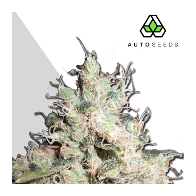 Auto Seeds - Hijack Auto