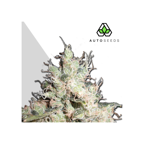 Auto Seeds - Hijack Auto