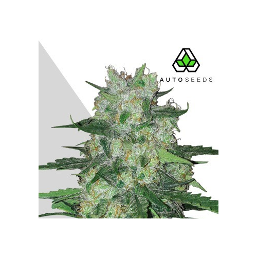 Auto Seeds - AK47 Auto