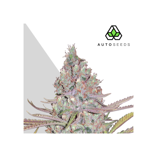 Auto Seeds - Berry Ryder Auto