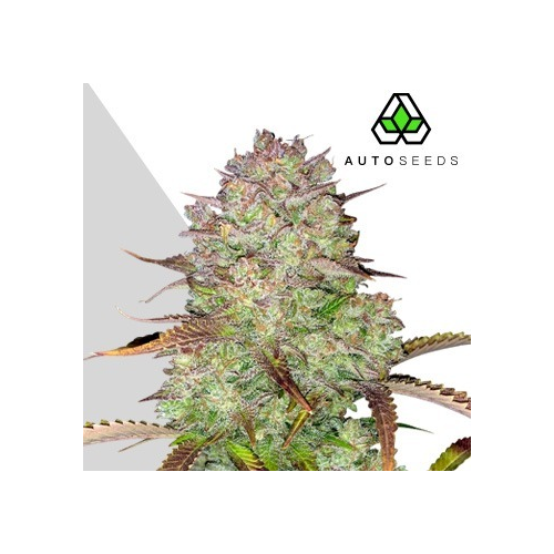 Auto Seeds - Blue Dream Auto