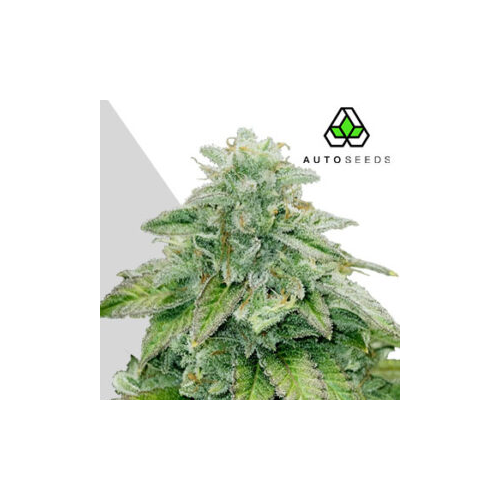 Auto Seeds - Bruce Banner Auto