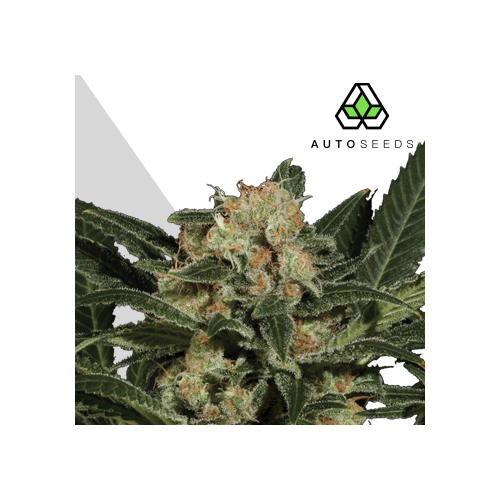 Auto Seeds - Candy Kush Auto