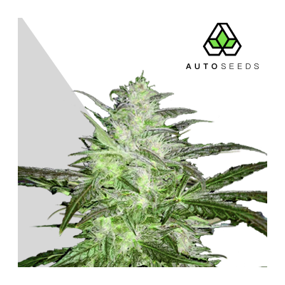 Auto Seeds - Chemdawg Auto