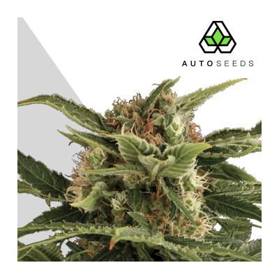 Auto Seeds - Pounder Auto