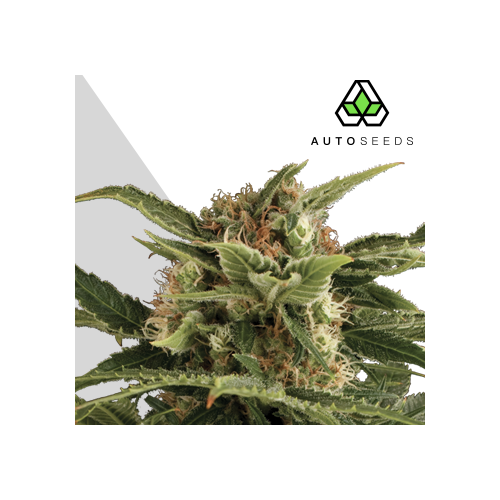 Auto Seeds - Pounder Auto