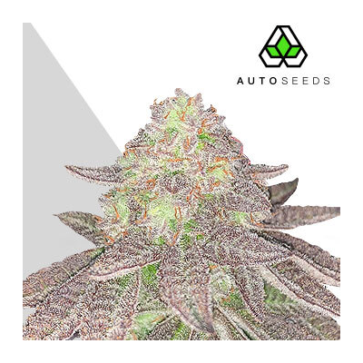 Auto Seeds - Rainbow Glue Auto