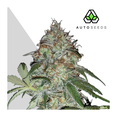 Auto Seeds - Sucker Punch Auto