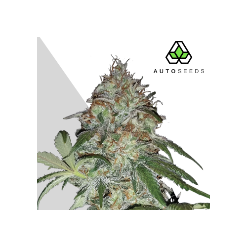 Auto Seeds - Sucker Punch Auto