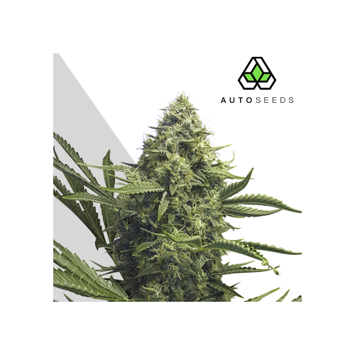 Auto Seeds - Sweet CBD Auto
