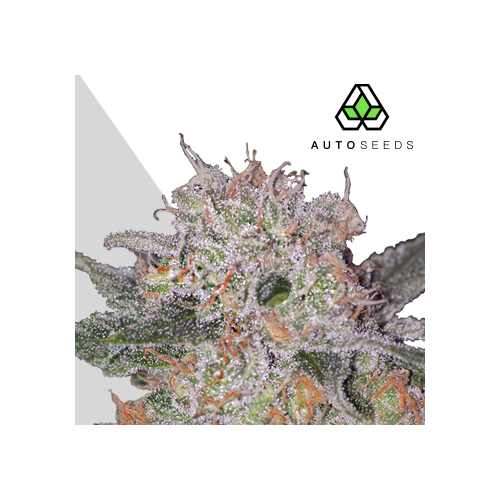 Auto Seeds - Trans Siberian Auto