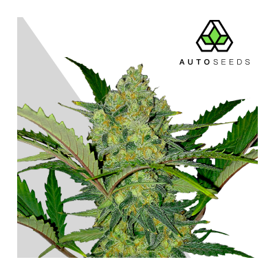Auto Seeds - Ultra Lemon Haze Auto