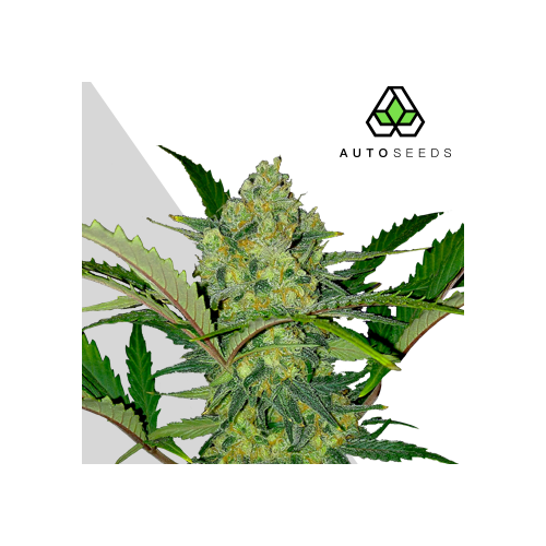 Auto Seeds - Ultra Lemon Haze Auto