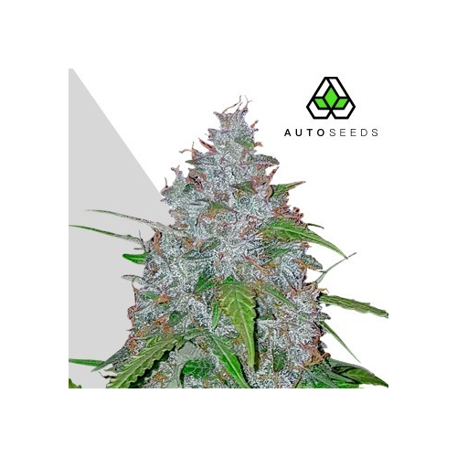 Auto Seeds - White Widow Auto