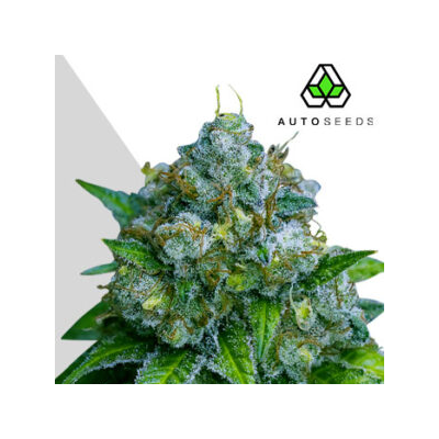 Auto Seeds - Zkittlez Auto