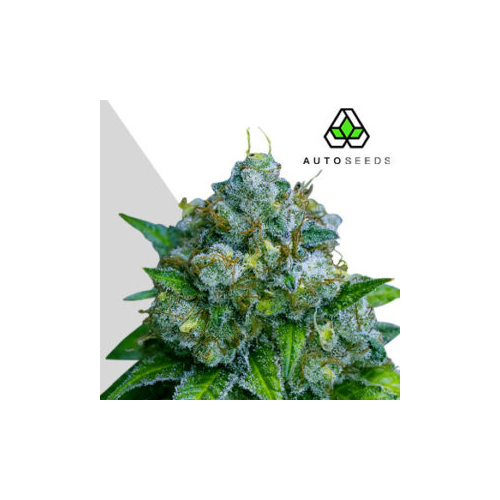 Auto Seeds - Zkittlez Auto