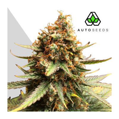Auto Seeds - Juicy Lucy Auto