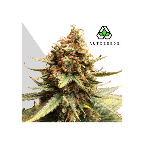 Auto Seeds - Juicy Lucy Auto